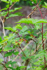 Salmonberry (Rubus spectabilis)