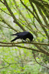 American crow (Corvus brachyrhynchos)