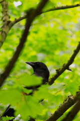 American crow (Corvus brachyrhynchos)