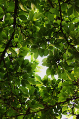 Looking up through magnolia leaves