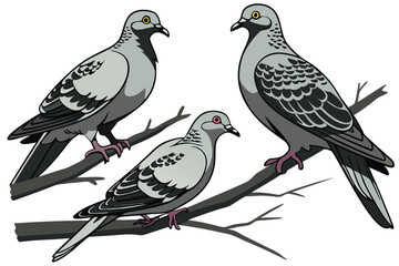 127 birds, pigeon, multiple pigeons, doves, close up, hyper realistic, highly detailed, photorealistic, high definition, 8K, no background, seamless, studio lighting, natural lighting, soft shadows, s