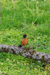 American robin (Turdus migratorius)