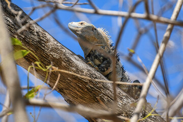Wild iguana posing on a tree on Costa Rica's Tamarindo beach