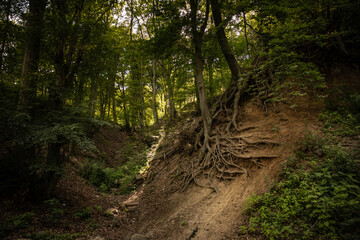 Hungarian Forest & Roots