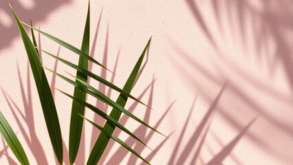 Fototapeta premium Palm leaf shadows on rose wall, soft summer background