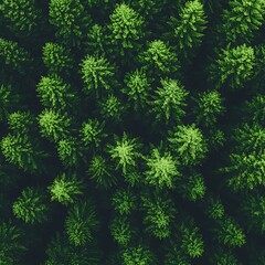 Dense forest canopy from above (1)