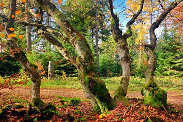 Twisted trees  and braided patterns in autumn forest.