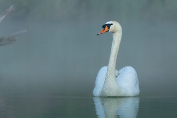 swan on the water