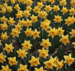 Obraz premium Dense cluster of daffodils, vibrant yellow hues, growth, outdoor