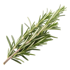 Fototapeta premium twig of rosemary isolated on transparent background