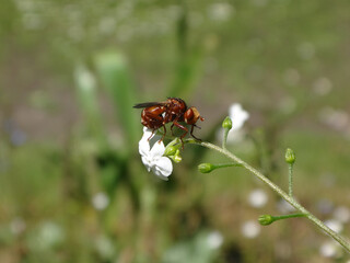 Ferruginous bee-grabber fly (Sicus ferrugineus) sitting on a white forget-me-not flower