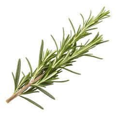 Fototapeta premium twig of rosemary isolated on transparent background
