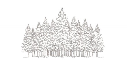 Fototapeta premium Simple pine tree forest illustration