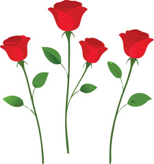 Obraz premium Four Red Roses with Green Leaves on White Background