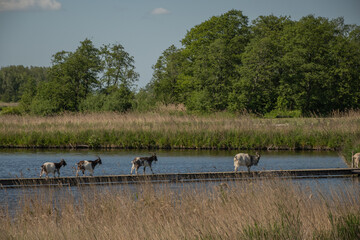 shaggy Dutch country Landrace goats wonder around Twiskepolder mill biotope nature reserve rural countryside area. Animals in the Netherlands on a bridge over fresh water lake