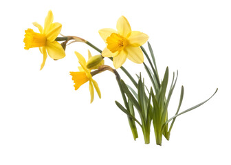 Bright Yellow Daffodils