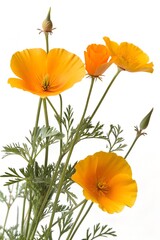 Obraz premium golden poppy flower isolated on white background