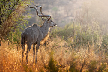A Koedoe antelope stands gracefully in the warm glow of the setting sun, its elegant curly horns catching the light; sharp focus highlights its majestic form against the soft, golden backdrop.