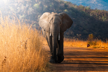 Obraz premium An elephant walks slowly through the golden bushveld at sunset, its towering form silhouetted by warm, soft light; sharp focus captures the texture of its skin against the softly blurred, glowing land