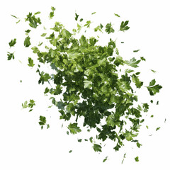 Fototapeta premium Exploding Parsley Fresh Herb Burst on Magenta Transparent background