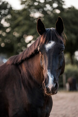 Obraz premium horse equine pony in paddock paradise natural pretty living their best life 