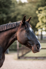 Obraz premium horse equine pony in paddock paradise natural pretty living their best life 