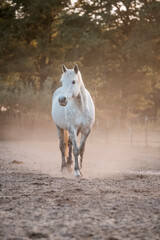 Obraz premium horse equine pony in paddock paradise natural pretty living their best life 