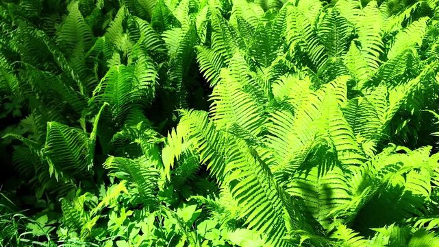 Ostrich fern, also known as fiddlehead or shuttlecock fern, is a species of Matteuccia with the botanical name Matteuccia struthiopteris.