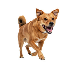 Happy Brown Dog Running Isolated on Transparent Background