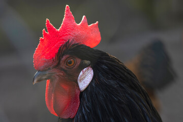 Schwarzer Hahn