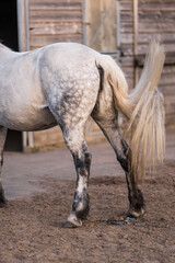 Fototapeta premium horse in paddock paradise track system