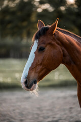 Obraz premium horse in paddock paradise track system