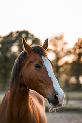 Naklejka premium horse in paddock paradise track system