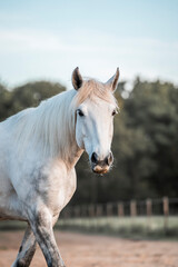 Naklejka premium horse equine living in paradise pretty animal portrait of white pony walking