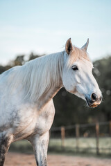 Naklejka premium horse equine living in paradise pretty animal 