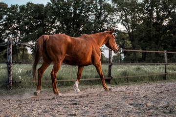 Obraz premium Horse equine pony living in paddock paradise their best life track system