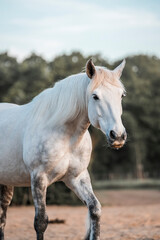Naklejka premium Horse equine pony living in paddock paradise their best life track system