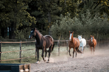 Horse equine pony living in paddock paradise their best life track system