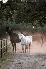 Horse equine pony living in paddock paradise their best life track system
