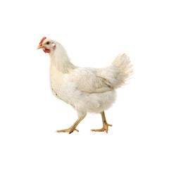 Fototapeta premium chicken isolated on white background