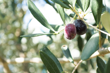 Close-Up of Ripe Olive on Tree Branch – Olive Tree Leaves and Fruit in Natural Sunlight for Organic Agriculture and Mediterranean Themes. High quality photography