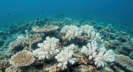 Naklejka premium Bleached Coral Reef Underwater Scene