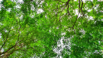 Blurred treetops with green leaves and branches with sky background. Ant's eye view under the tree. Nature pattern and environmental conservation concept.