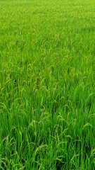 Green rice field landscape background concept or farmer planting rice. Beauty from top view in agriculture vertical photo.
