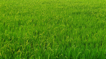 Green rice field landscape background concept or farmer planting rice. Beauty from top view in agriculture horizontal photo.