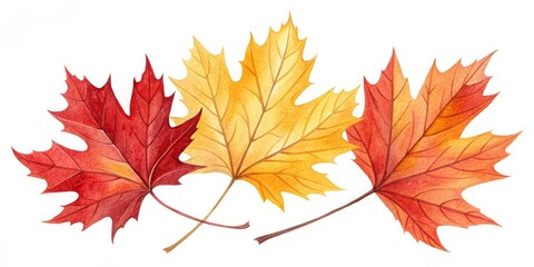 Fototapeta premium Watercolor Autumn Maple Leaves Three-Leaf Composition, Red and Gold Tones, Fall Foliage Illustration, Autumn leaves, Maple leaves Autumn, Fall