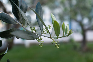 Close-Up of Olive Branch Flower Buds and Leaves on Blur Green Grass Background for showcasing nature, Mediterranean plants, and garden landscapes. High quality photography