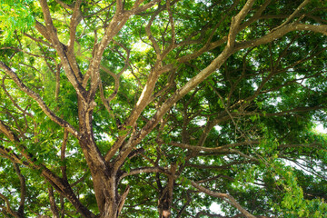 Treetops with green leaves and branches with sky background. Ant's eye view under the tree. Nature pattern and environmental conservation concept.