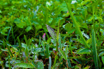 Close-up of water drops or dew on green grass blades with dark background in winter. Nature and environment scene concept.
