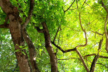 Treetops with green leaves and branches with sky background. Ant's eye view under the tree. Nature pattern and environmental conservation concept.